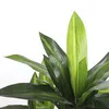 Plante artificielle Dracaena Mica Decorations H 95 cm Ø 60 Voir les images du produit 3