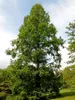 Urweltmammutbaum 70-80 cm, Cont. 5 l Produktbild-Vorschau 9