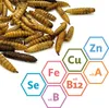 Larve di mosca soldato nera essiccate per rettili, roditori Anteprima dell’immagine prodotto 5