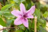 Clematis Hybrid 'Comtesse de Bouchaud', rosa Blüten, 40–60 Produktbild-Vorschau 3