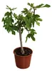 Ficus carica Ronde de Bordeaux 70–100 cm figovník Náhľad obrázku produktu 4
