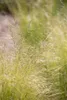 Stipa tenuissima 'Ponytails', Ziergras, ca. 1L Topf Produktbild-Vorschau 9