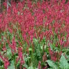 6 x renouée  - Persicaria amplexicaulis « Red Baron »  | Voir les images du produit 1