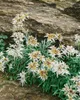 A cluster of Edelweiss flowers growing against a rocky background. Produktbild-Vorschau
