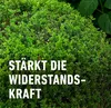 COMPO Buchsbaum- und Ilex Langzeit-Dünger - 2 kg für ca. 35 Produktbild-Vorschau 5