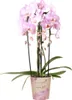Kolibri Orchids | rosa Phalaenopsis Orchidee - Niagara Fall Produktbild-Vorschau 6