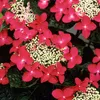 Ortensia  - Hydrangea 'Teller Red'  | 40-60 cm in vaso Anteprima dell’immagine prodotto 1