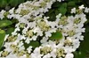 Viburnum 'Eskimo' - Snowball 30- 40 cm - pojemnik Podgląd zdjęcia produktu 3