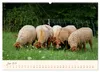 Coburger Fuchsschaf (Wandkalender 2027 DIN A2 quer), Produktbild-Vorschau 9