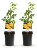 Green boutiQ - Trompetblume - Campsis radicans Flava - Produktbild-Vorschau 1