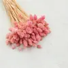 Phalaris Getrocknete - Kanariengras - Hell-Pink Produktbild-Vorschau 2