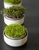 Three bowls of microgreens are arranged in a diagonal line on a dark surface. Náhľad obrázku produktu