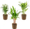 3x Tropische Palmen Mischung inkl. Korb aus Seegras - Produktbild-Vorschau 1