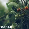 KADAX Bastoni per piante 150 cm x 16 mm, set di 10 - Anteprima dell’immagine prodotto 12