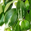 Pianta da rossetto - Aeschynanthus lobbianus "Variegatus" - Anteprima dell’immagine prodotto 3