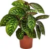 Dehner Korbmarante Flamestar, Calathea roseoptica, Produktbild-Vorschau 1