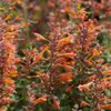 6 x Agastache hybr.  - Agastache hybrida 'Tangerine Dream'  Produktbild-Vorschau 1