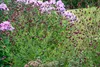 Großer Wiesenknopf, im Topf - Sanguisorba officinalis Produktbild-Vorschau 4