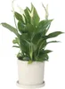 Friedenslilie - Einblatt - Spathiphyllum 'Torelli' - Höhe Produktbild-Vorschau 7