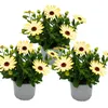 Kapkörbchen - Osteospermum ecklonis - 11cm Topf - Set mit 3 Produktbild-Vorschau 1
