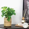 Bloomique - Monstera Adansonii - Monkey Leaf - Plante Voir les images du produit 2