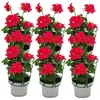 Geranien hängend - Pelargonium peltatum - 12cm Topf - Set Produktbild-Vorschau 1