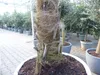 XXL Palme 230 cm | Stamm 80 cm | Trachycarpus fortunei Produktbild-Vorschau 2