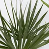 A close-up view of several green palm fronds against a white background. Podgląd zdjęcia produktu