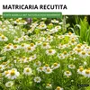 Kamille Echte Samen - Matricaria recutita - Kamillesamen - Produktbild-Vorschau 2