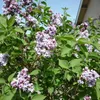 Flieder ´CARPE DIEM®´ auf Stamm 120  cm, Cont. 7,5 l Produktbild-Vorschau 6