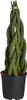 Dehner Bogenhanf, sortierte Ausführung, ca. 30-40 cm, Ø Produktbild-Vorschau 2