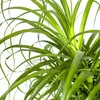 Beaucarnea Recurvata (sloní chvost) Ø24cm, výška 80 - Náhľad obrázku produktu 3