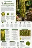 Vitis vinifera Lakemont Weinrebe 120–180 cm | Kernlose Produktbild-Vorschau 2