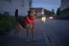PRECORN LED USB-C Halsband Hund Silikon Hundehalsband Produktbild-Vorschau 2