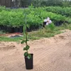 Clematis Misayo 2L Náhled obrázku produktu 2