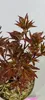 Paeonia lactiflora 'Sarah Bernhardt' - Pivonka - výška 40 Náhľad obrázku produktu 2