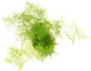 Gardners Asparagus plumosus, priemer 12 cm Náhľad obrázku produktu 4