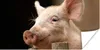 MuchoWow® Poster Schwein - Tier - Zaun 40x20 cm - Poster Produktbild-Vorschau 1