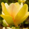 Magnolie Fiume Giallo 2L Anteprima dell’immagine prodotto 1