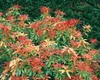 Pieris japonica 'Forest Flame', Japanische Lavendelheide, Produktbild-Vorschau 12