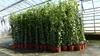 4 Stück Efeu Pflanze Hedera helix 180 - 200 cm Pyramide Produktbild-Vorschau 4