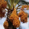 Kamelur BIO Datteln Deglet Nour ohne Stein 5kg Produktbild-Vorschau 3