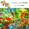 Sanddorn Samen (Hippophae rhamnoides) - Nährstoffreiche Produktbild-Vorschau 3