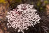 Sambucus nigra 'Black Lace', Schwarzer Holunder, dunkelrot, Produktbild-Vorschau 3