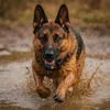 Hundetrainingshalsband Universalfernbedienung Produktbild-Vorschau 7
