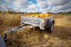 A trailer filled with pumpkins in a field. Produktbild-Vorschau