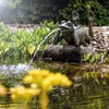 A bronze frog statue is placed on a rock in a pond, with water spraying from its mouth. Lush green plants surround the pond, and sunlight filters through the leaves. Produktbild-Vorschau