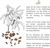 Erdbeerbaum Samen (Arbutus unedo) - Immergrüner Obstbaum Produktbild-Vorschau 5