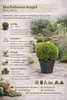 Buchsbaumkugel Ø 35 cm – Immergrün Buxus sempervirens Produktbild-Vorschau 2