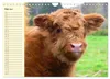 Schottische Hochlandrinder. Freundlich, schön und robust Produktbild-Vorschau 8